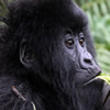 Gorilla Trekking Rwanda