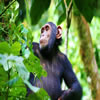 Rwanda Gorilla Tours