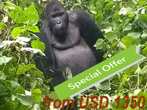 Gorilla Trekking Adventure-1 Day