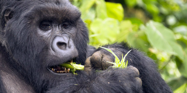 Mountain Gorilla Tracking