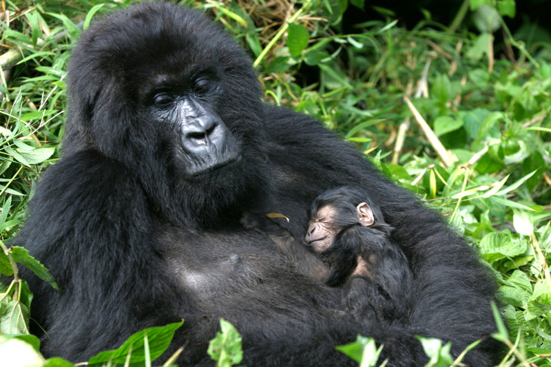 Congo Gorilla Safaris