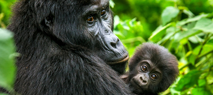 Mountain gorilla tour