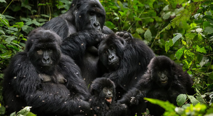 Rwanda Gorilla Safaris