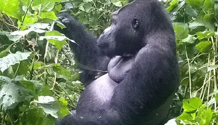 Lowland gorilla Trekking in congo