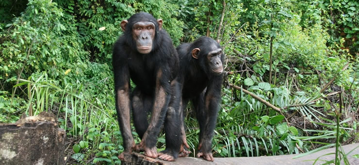 Chimpanzee Tracking Rwanda