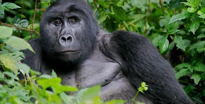 Mount Kahuzi in congo