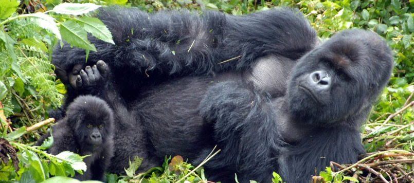 Gorilla Trekking Rwanda