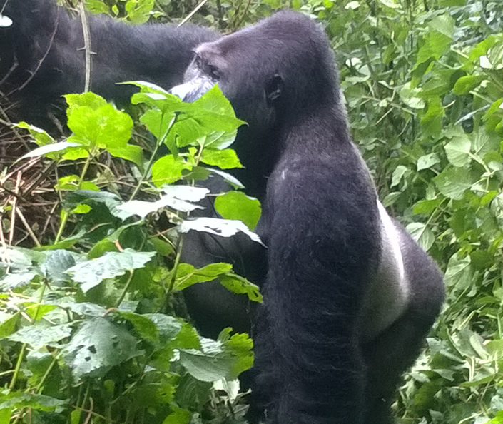 Kahuzi Biega National Park