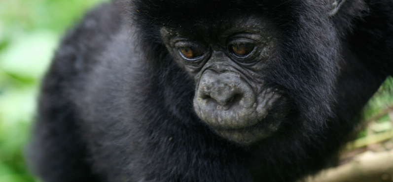 Mount Kahuzi in congo