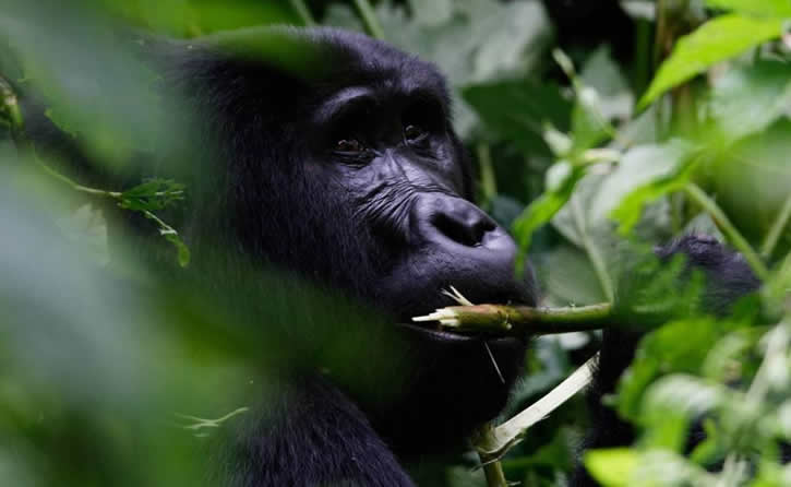 Virunga National Park