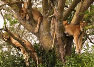 Queen Elizabeth National Park