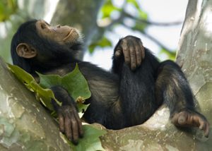 Chimpanzee tracking Rwanda