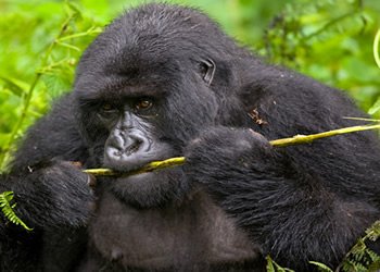 3 Days Gorilla Trek Rwanda