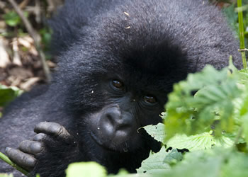 1 Day Volcanoes Gorilla Safari