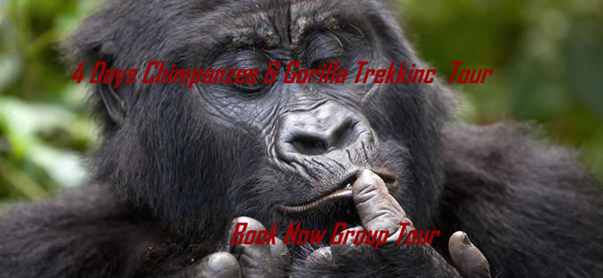 Gorilla Tour & Chimpanzee Trek