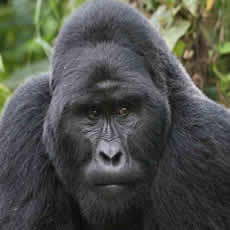 virunga-mountaingorilla