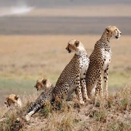 Serengeti Willdife Safari