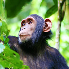 chimpanzee-kibale
