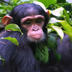 chimpanzee