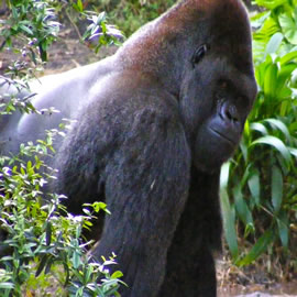 Eastern lowland gorilla