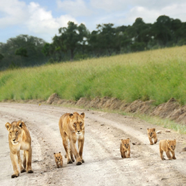 Uganda Wildlife Lion