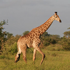 3 Days Akagera Wildlife safari
