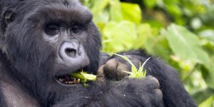 Gorilla Tour Africa