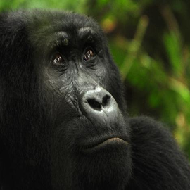 Rwanda Gorilla Trekking