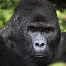 lowland-gorilla-2