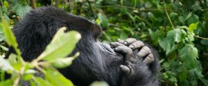 Gorilla Trekking in Rwanda