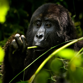 Rwanda Gorilla trekking