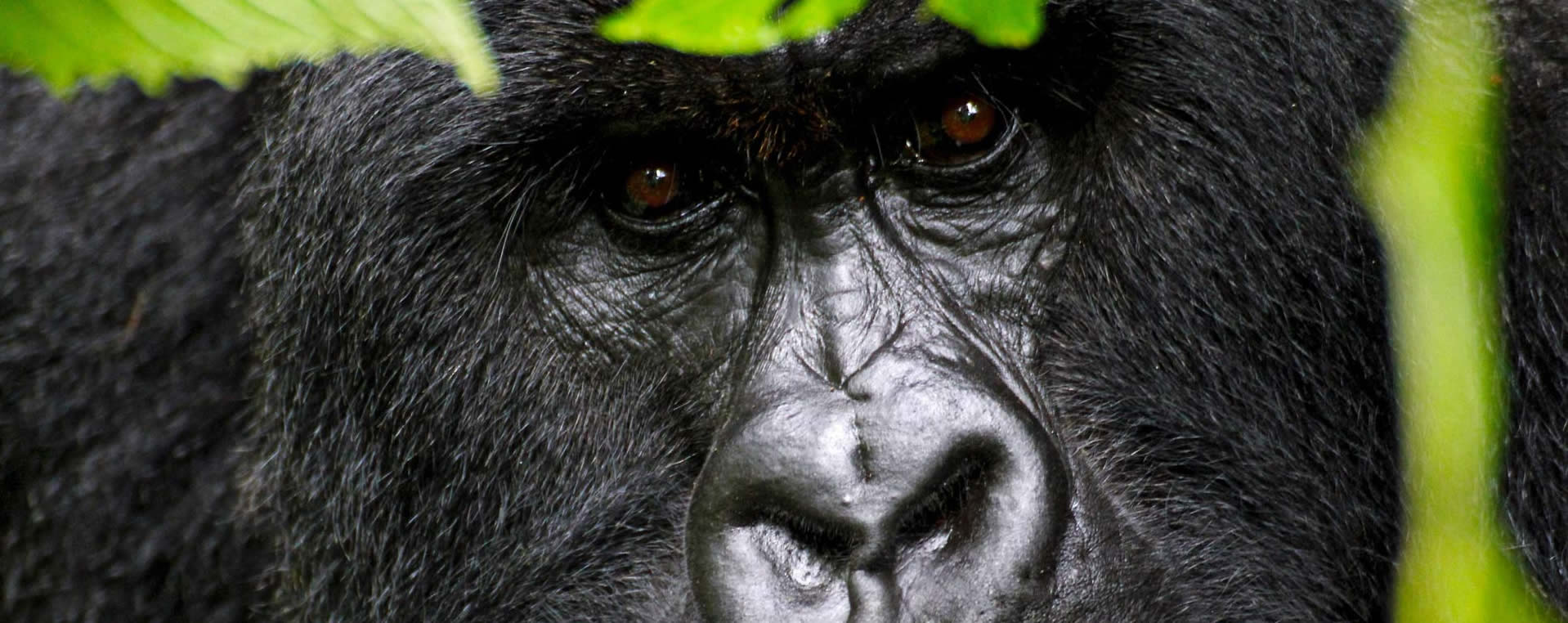 1 Day Rwanda Gorilla Trekking tour & Safaris