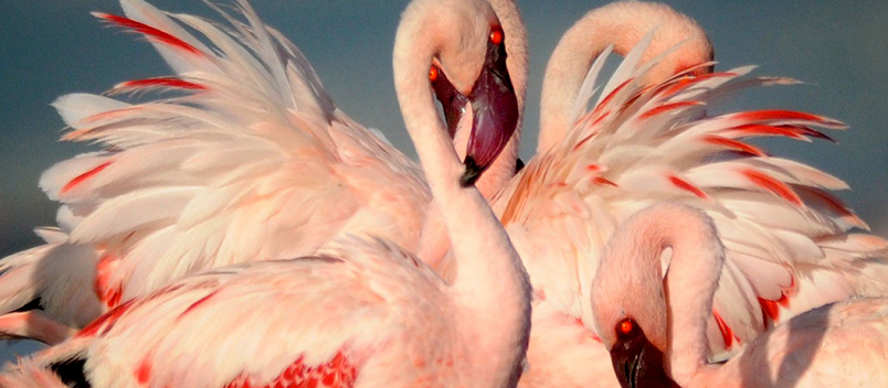 Lake Natron