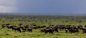 Wildlife Tours Tanzania