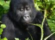 Congo Gorilla trekking