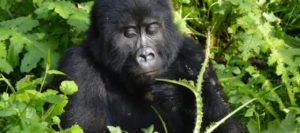 Congo Gorilla trekking