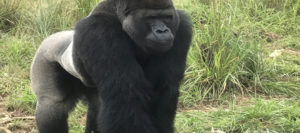 Gorilla Treks in Congo