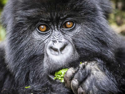 Gorilla Safaris Congo