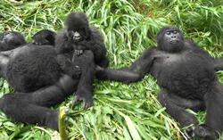 Sekwenkwe Gorilla Orphanage