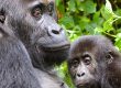 Lowland Gorilla Trekking Congo