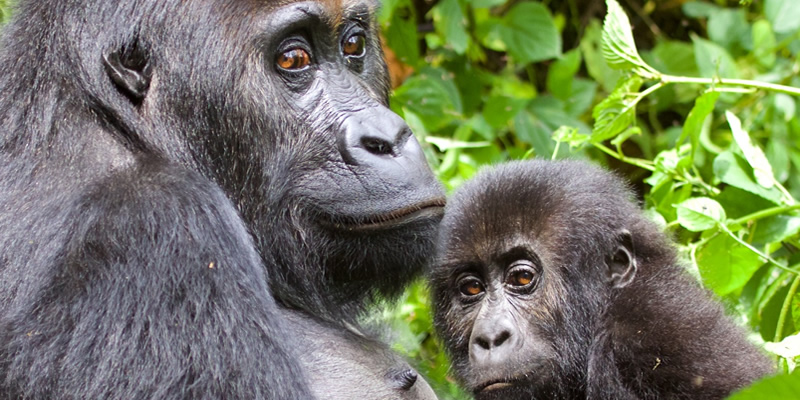 Lowland Gorilla Trekking Congo 