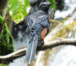 Bird watching in Congo