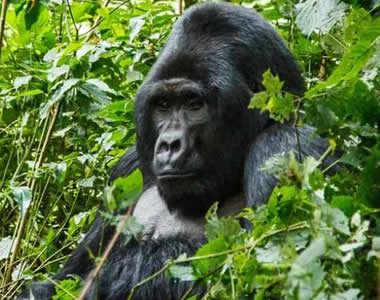 Gorilla Safari Tours