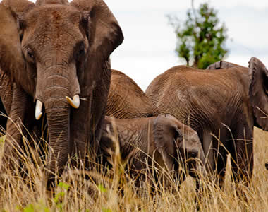 Wildlife Safari Tours