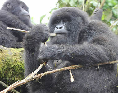 Gorilla Trekking in Rwanda