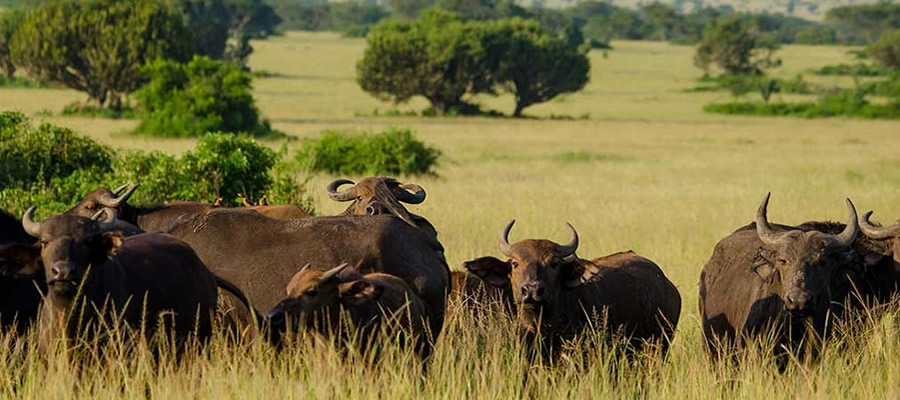 Queen Elizabeth national Park