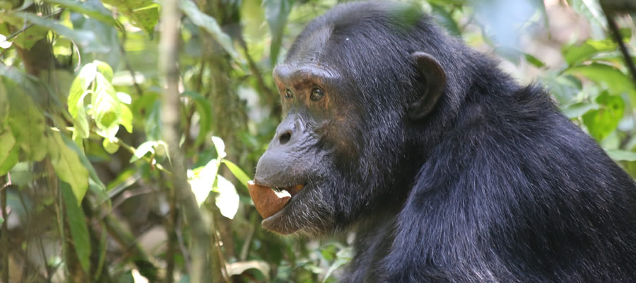 Chimpanzee tracking in Uganda