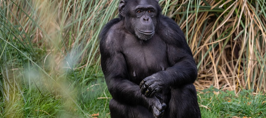 Chimpanzee Tracking Tours Rwanda