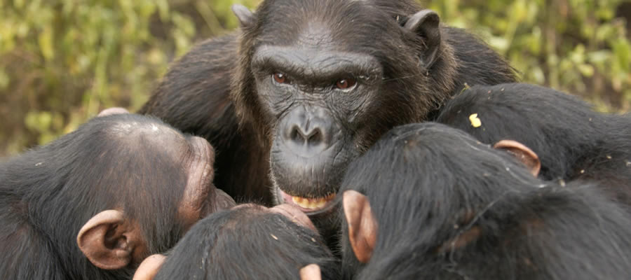 Chimpanzee Tracking Tours Rwanda