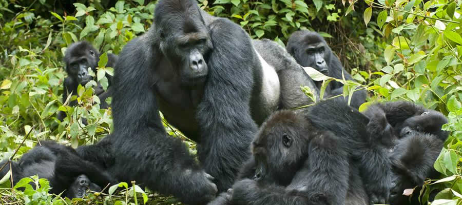 Eastern Lowland Gorilla trekking in Congo